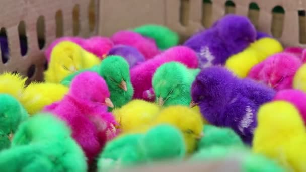 Яскраві Барвисті Штучні Курячі Пташенята Продажу Місцевому Індонезійському Ринку — стокове відео