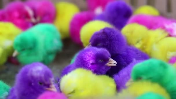 Vibrant Colorful Artificial Dye Baby Chicken Chicks Sale Local Indonesian — Stock Video