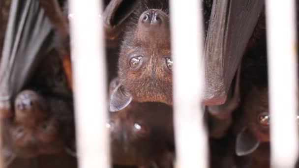 Morcegos Frutas Gigantes Raposas Voadoras Grandes Pteropus Vampyrus — Vídeo de Stock