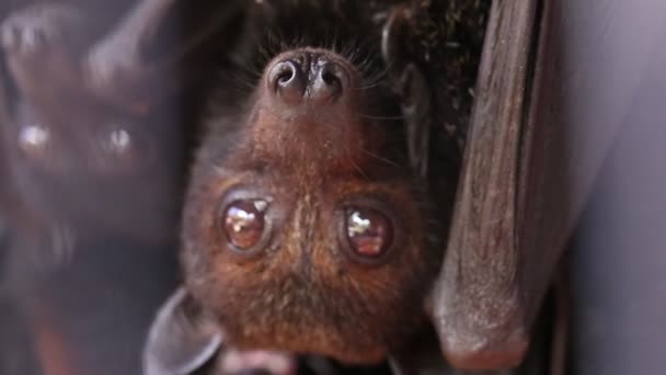 Gigantyczne Nietoperze Owocowe Lub Duże Latające Lisy Pteropus Vampyrus — Wideo stockowe