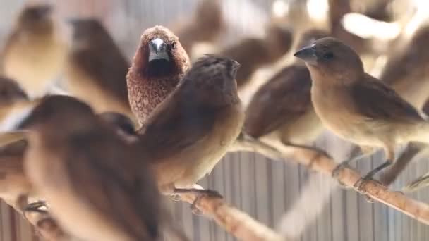 Kelompok Burung Javan Munia Lonchura Leucogastroides Dalam Sangkar Pasar Tradisional — Stok Video