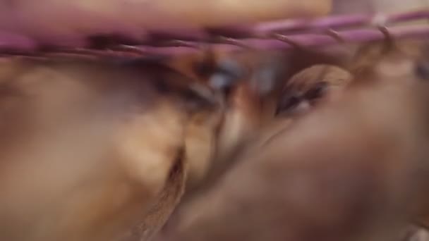 ジャワの伝統的な市場でケージ内の鳥のグループ ロンチュラロガストロイド — ストック動画