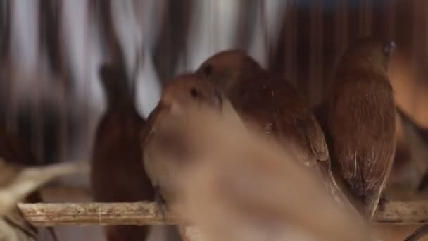 Kelompok Burung Javan Munia Lonchura Leucogastroides Dalam Sangkar Pasar Tradisional — Stok Video