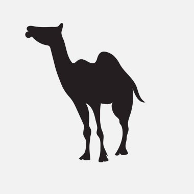 Deve hayvan silueti. Vektör resim çizimi tasarımı.