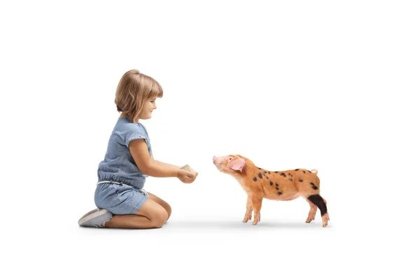 小女孩跪在地上喂着一只白色背景的小猪 — 图库照片