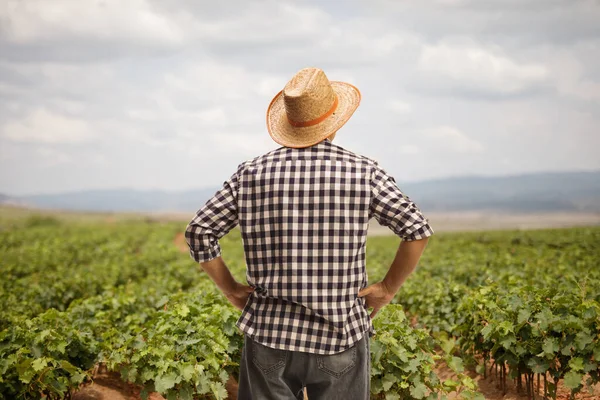 Visão Traseira Agricultor Com Chapéu Palha Olhando Para Campo Videira — Fotografia de Stock