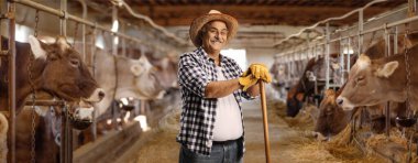Mature man with a straw hat leaning on a wooden stick inside a cow farm