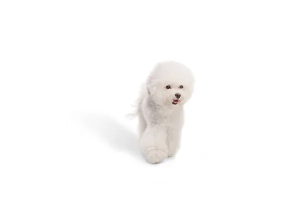 白い背景に隔離された成長した白いBichon Frise犬歩く — ストック写真