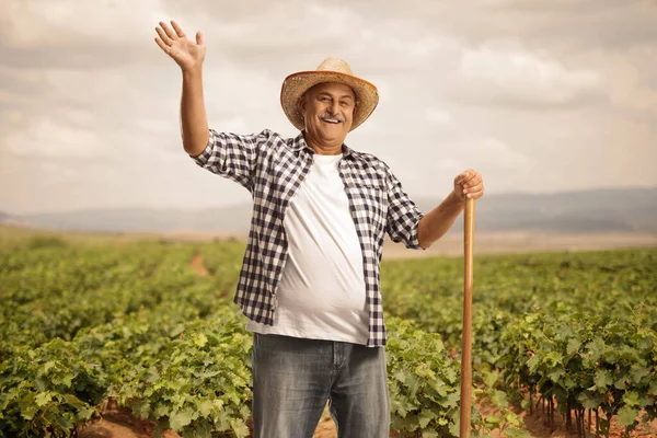 Mature Farmer Shovel Greeting Grapevine Field — Stock Photo, Image