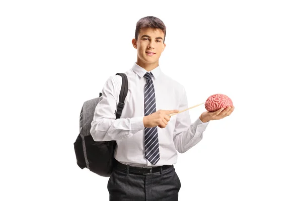 Männlicher Student Der Ein Menschliches Gehirn Hält Und Mit Einem — Stockfoto
