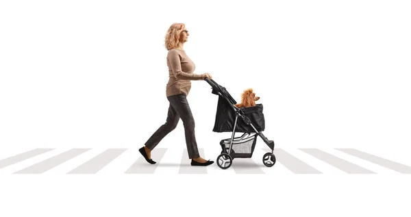 Full Length Profile Shot Woman Crossing Road Poodle Dog Stroller — Stock Photo, Image