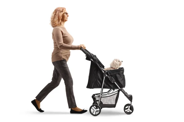 Profile Shot Mature Woman Walking Pushing Dog Stroller Isolated White — Stock Photo, Image