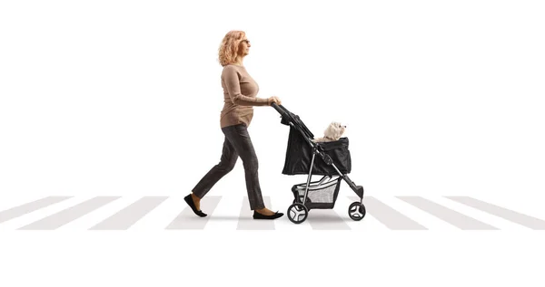 Profile shot of a mature woman crossing a street with a dog stroller isolated on white background