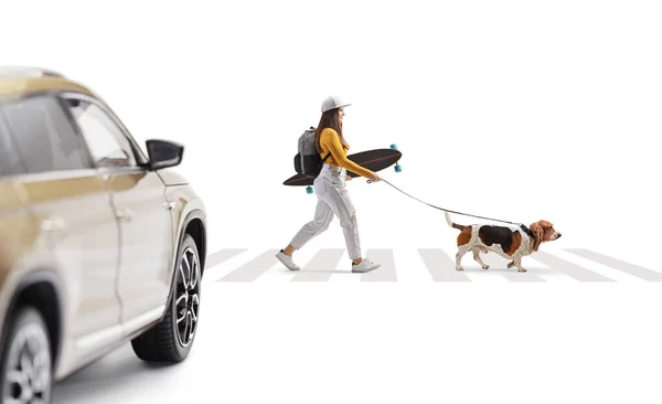 Auto Een Voetgangersoversteek Een Studente Kruising Met Een Hond Geïsoleerd — Stockfoto