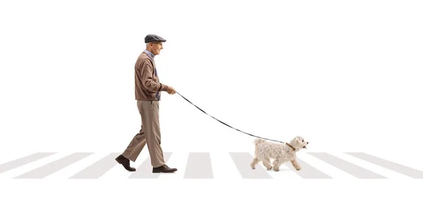 白い背景に隔離された犬と歩行者横断歩道でシニア交差点の完全な長さのプロフィールショット — ストック写真