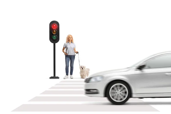 Beyaz Arka Planda Izole Edilmiş Trafik Işıklarında Bekleyen Fino Köpeği — Stok fotoğraf