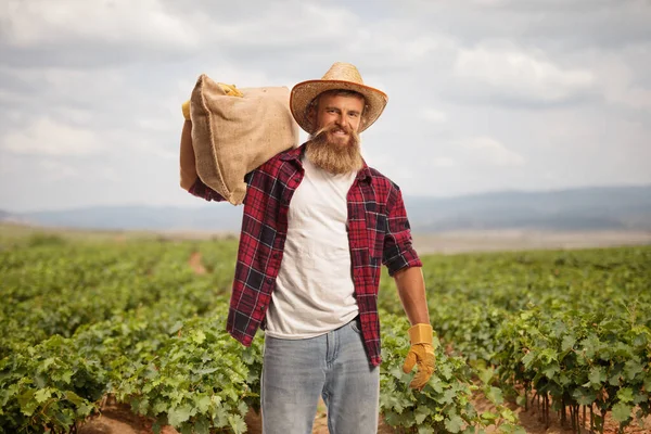 Agricultor Carregando Saco Seu Ombro Campo Vinha — Fotografia de Stock