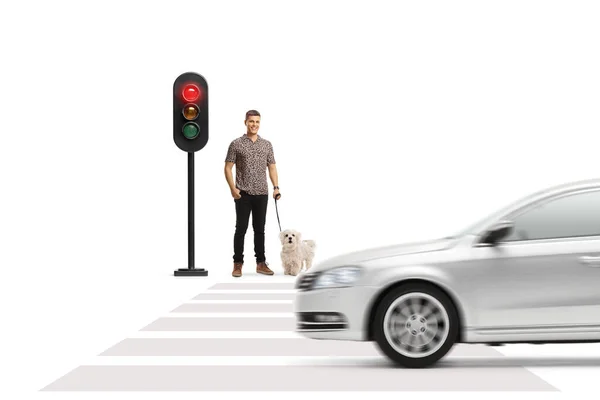 Man Med Hund Stående Och Väntar Vid Trafikljus Isolerad Vit — Stockfoto