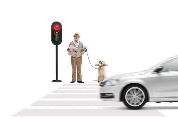 Gazete Köpek Taşıyan Yaşlı Adam Beyaz Arka Planda Trafik Işıklarında — Stok fotoğraf