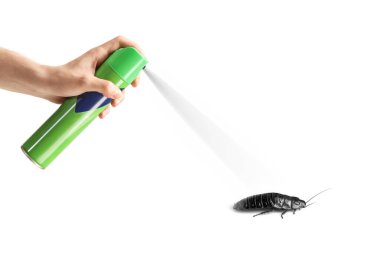 Male hand spraying a cockroach isolated on white background