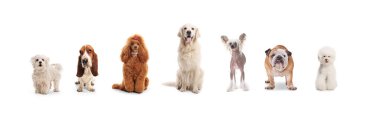 Beyaz arka planda izole edilmiş farklı köpek grupları