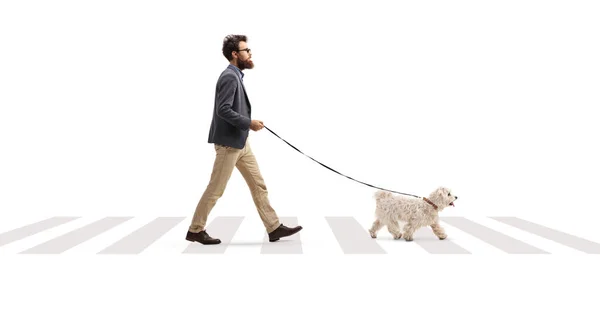 在一个被白色背景隔离的人行横道上 一个留着胡子的男人带着一只恶狗的全长侧面照片 — 图库照片