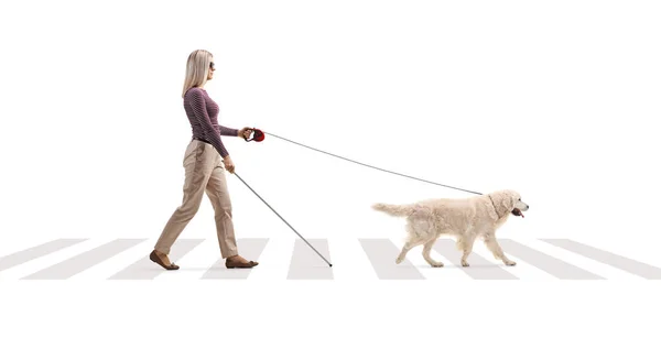 白い背景に隔離された通りを横断する鉛で犬を飼っている若い盲目の女性の全長のプロフィールショット — ストック写真