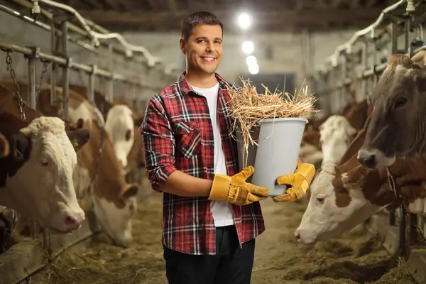 Farmer holding a bucket with hay on a cow farm