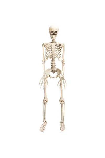 Studio Shot Human Skeleton Isolated White Background — Stock Photo, Image