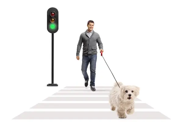 Full Length Portrait Young Man Crossing Street Maltese Poodle Dog — Stock Photo, Image