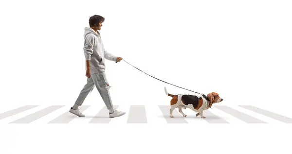 Young African American Man Crossing Street Basset Hound Dog Lead — Stock Photo, Image