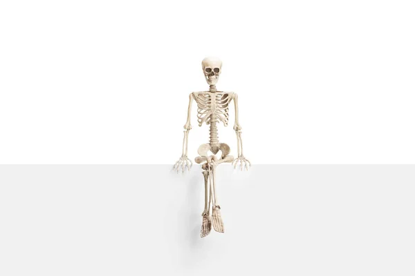 Human Skeleton Seated Blank Panel Isolated White Background — Stock Photo, Image