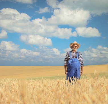 Buğday tarlasında çiftçi kameraya poz veriyor ve gülümsüyor