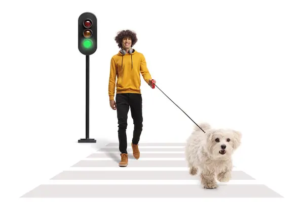 Guy Walking Maltese Poodle Dog Lead Pedestrian Crossing Isolated White — Stock Photo, Image