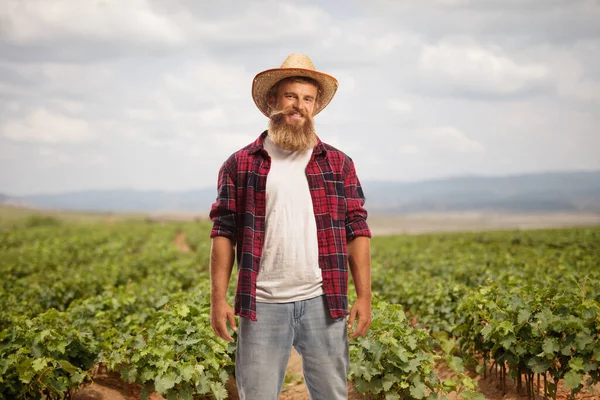 Agricultor Posando Campo Con Uvas — Foto de Stock