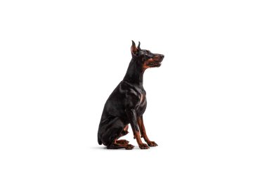 Beyaz arka planda tek başına oturan Dobermann Pinscher 'ın profil fotoğrafı