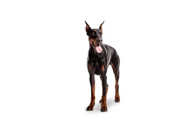 Beyaz arka planda izole edilmiş bir Dobermann pinscher köpeğinin stüdyo fotoğrafı.