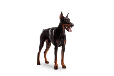 Doberman pinscher köpeği beyaz sırtüstü izole edilmiş.