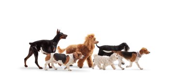 Farklı soydan gelen bir grup köpek beyaz arka planda tek başına yürüyor.