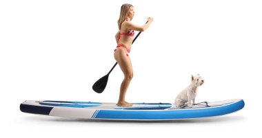 Bikini giymiş bir kadının beyaz arka planda izole edilmiş bir köpekle SUP panosunda kürek çekerken tam boy profil fotoğrafı.