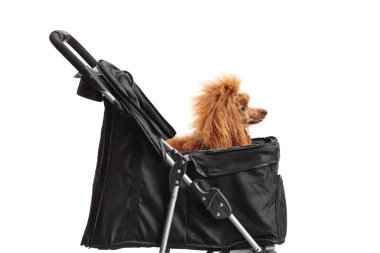 Beyaz arka planda izole edilmiş bir köpek arabasındaki kırmızı kaniş.