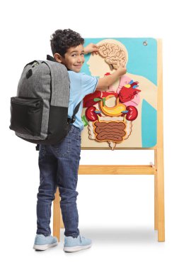 Beyaz arka planda izole edilmiş insan organlarından oluşan eğitici bir bulmacası olan öğrenci.