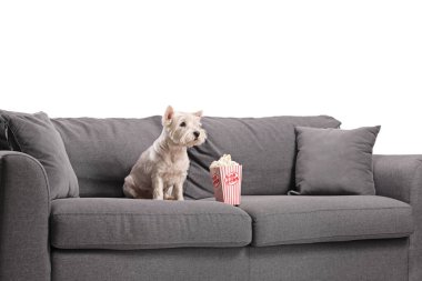 Kanepede beyaz arka planda izole edilmiş patlamış mısırlı şirin bir teriyer köpeği var.