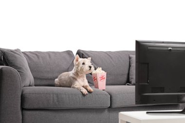 Kanepede bir kutu patlamış mısır ve sosisli sandviç. 