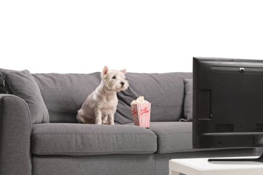 Kanepede beyaz arka planda izole edilmiş televizyon izleyen batılı teriyer köpeği.