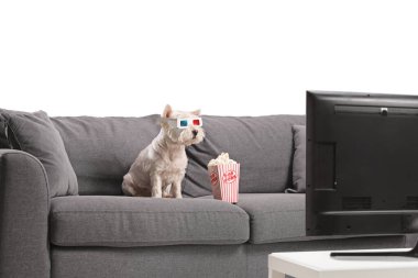 Kanepede üç boyutlu gözlüklü bir teriyer köpeği beyaz arka planda izole edilmiş televizyon izliyor.