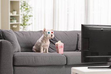 Kanepede TV karşısında 3D film gözlüğü takmış komik bir Westie terrier köpeği.