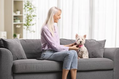 Batılı bir teriyerin köpeğine tasma takan bir kadın. 