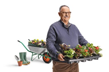 Çiçekli ve beyaz arka planda izole edilmiş el arabası olan olgun bir adam.