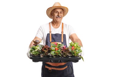 Önlüklü ve hasır şapkalı bir adam beyaz arka planda saksıları olan bir tepsi tutuyor.